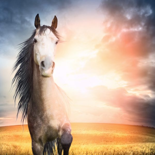 Horse,Portrait,With,Mane,And,Raised,Leg,In,Sunset,Light